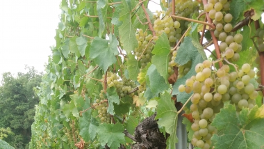credits_changins.jpg Ecofass: Développer des packagings innovants pour améliorer les ventes de vins régionaux