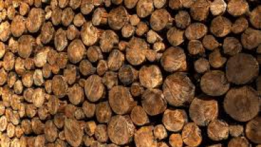 truber holz.jpg Holz Trub