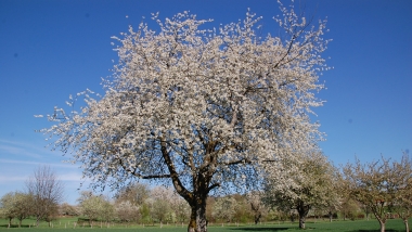 Vergers-haute-tige-fruitiers.jpg Vergers haute tige: Améliorer la valorisation économique de la culture fruitipre traditionnelle