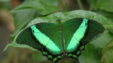 Papiliorama.jpg Playa y Agua Papiliorama